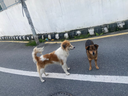 Two stray dogs are standing on the road in the middle of the city.