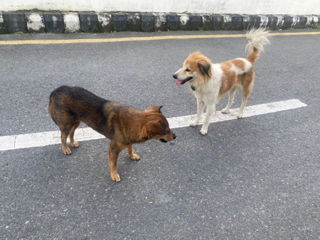 Two dogs are standing on the road and look at each other.の写真素材