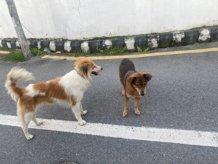 Two dogs standing on the road and looking at each other with a smile