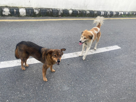 Two dogs are standing on the road.の写真素材