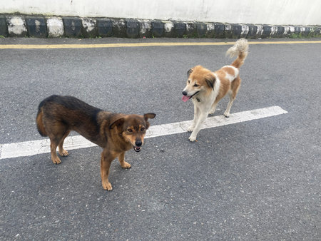 Two stray dogs are standing on the road and looking at each other.
