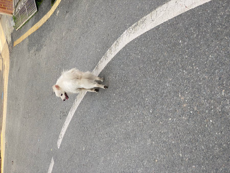 White dog sleeping on the road,Chiang Mai,Thailand