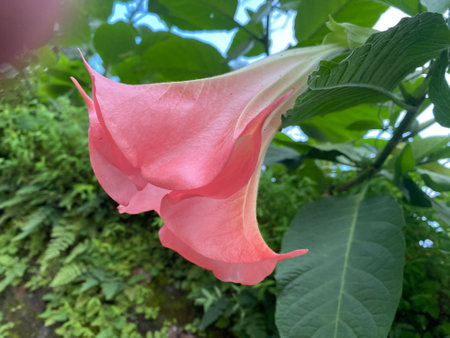 Brugmansia is a genus of flowering plants in the family Datura.の写真素材