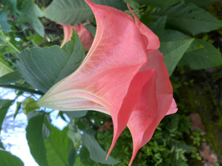 pink datura flower in the garden, closeup of photoの写真素材