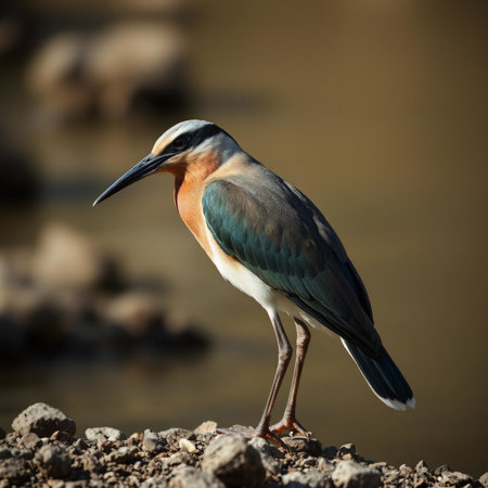 Red-crowned night heron (Ardea cinerea)の写真素材