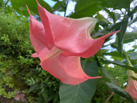 Datura is a genus of flowering plants in the family Daturaceae.の写真素材