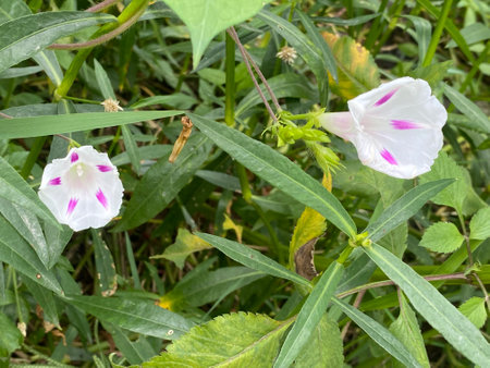 Morning Glory, Ipomoea pes-capraeの写真素材