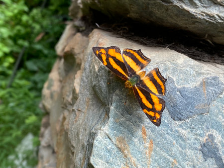 Butterfly on a rock in the forest. Close up.の写真素材