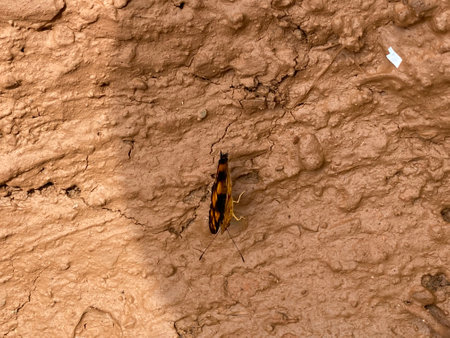 Close up of a moth sitting on the ground in the mud.の写真素材