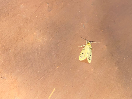 butterfly on the floor.