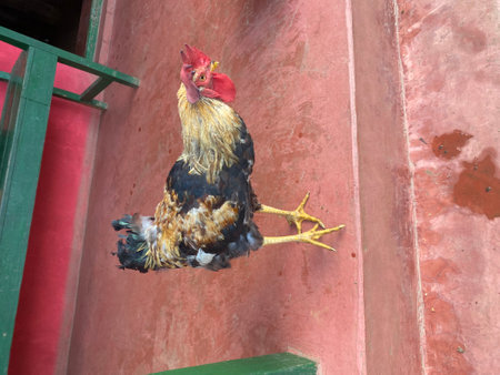 Rooster hanging on the wall of a house,Thailand.の写真素材