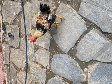 Rooster on the cobblestone street of the old city.の写真素材