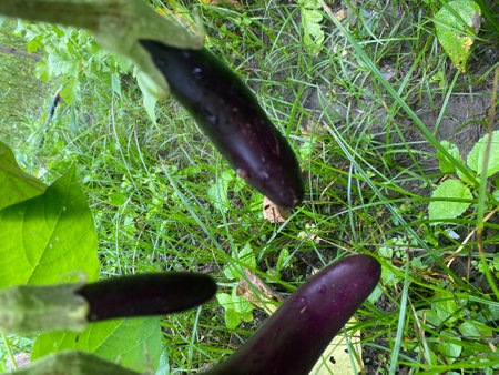 Purple eggplants growing on the ground in the garden.の写真素材