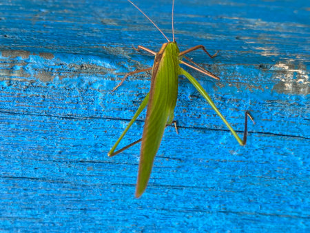Grasshopper on a blue wooden background. Close-up.の写真素材