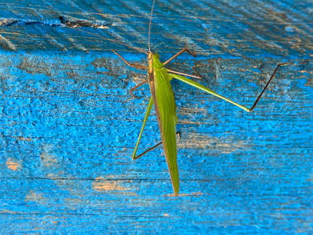 Green grasshopper on a blue wooden background. Selective focus.の写真素材