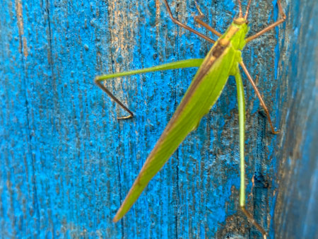 Grasshopper on a blue wooden wall. Macro shot.の写真素材