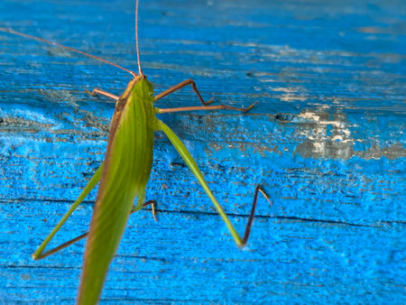 Grasshopper on a blue wooden background. Selective focus.の写真素材
