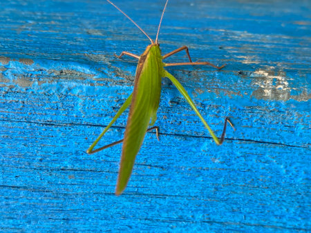 A closeup shot of a grasshopper on a blue wooden surfaceの写真素材