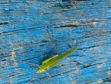 Green grasshopper on blue wooden background. Selective focus.の写真素材