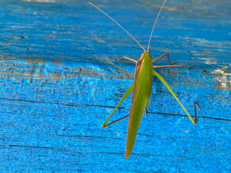 Green grasshopper on the blue wooden background. Close up.の写真素材