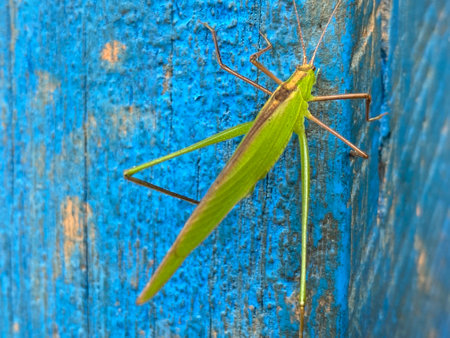 Green grasshopper on a blue wooden background. Close up.
