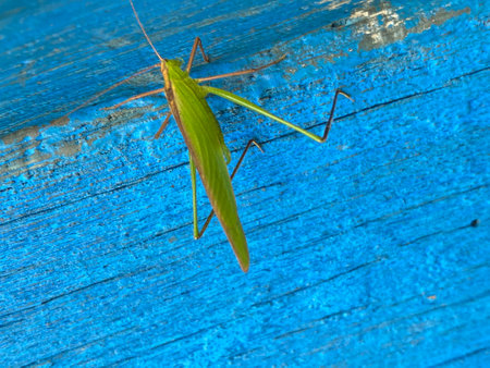 Green grasshopper on a blue wooden background. Close-up.の写真素材