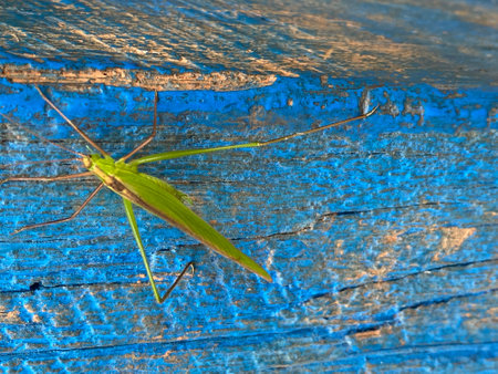 Green grasshopper on blue wooden background. Selective focus.の写真素材