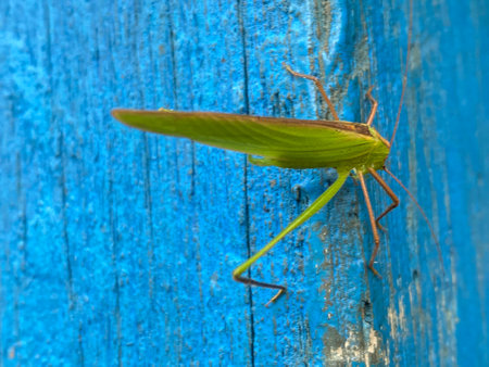 green grasshopper on blue wooden background, closeupの写真素材