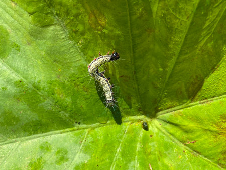 Caterpillar on a leaf in the wild,Thailand.の写真素材