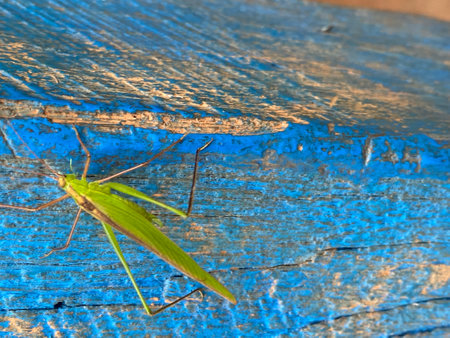 Grasshopper on blue painted wood. Selective focus.の写真素材