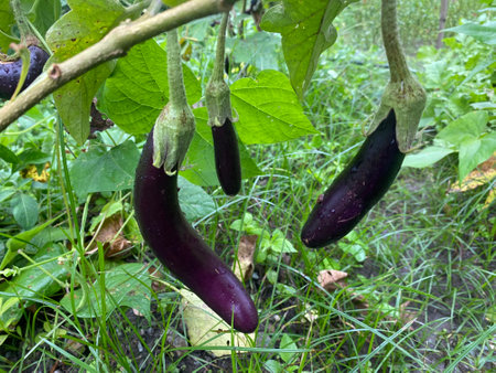 Purple eggplants growing on the branch in the garden.の写真素材