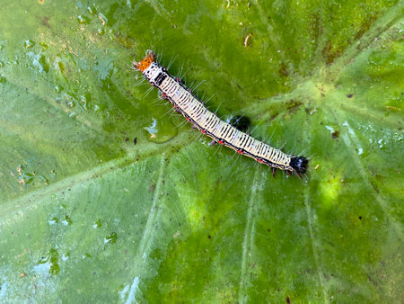 Caterpillar on the leaf of lotus in the garden.