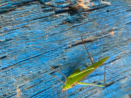 Insect on blue wooden backgroundの写真素材