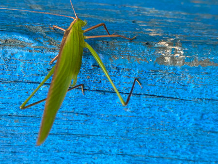Grasshopper on the blue wooden background. Close up.の写真素材