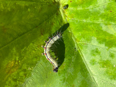 Caterpillar on a leaf in the wild, closeup of photoの写真素材