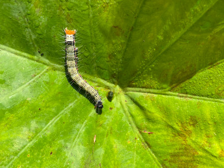 Caterpillar on a green leaf in the rainforest of Thailandの写真素材