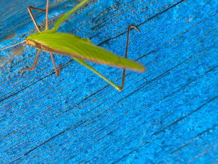 Grasshopper on a blue wooden background. Selective focus.の写真素材