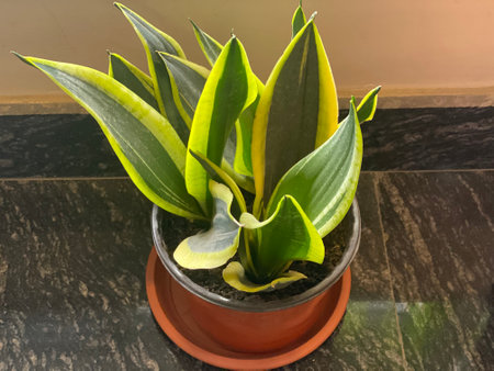 Sansevieria trifasciata plant in flowerpot
