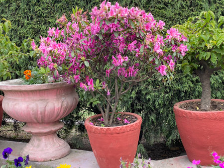 Pink flowers in pots in the garden.の写真素材