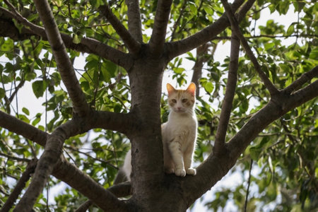 Cute cat sitting on a tree in the park. Selective focus.の写真素材