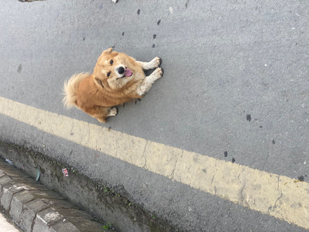 The dog is sitting on the road in the middle of the road.の写真素材