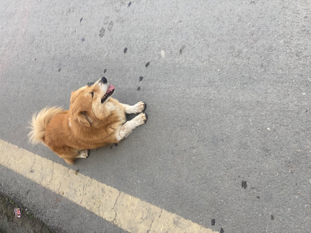 Dog is lying on the road and looking at something. The dog is sitting on the road.の写真素材