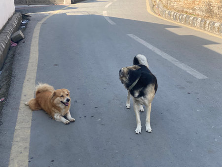 Two dogs sitting on the road and looking at each other in the cityの写真素材