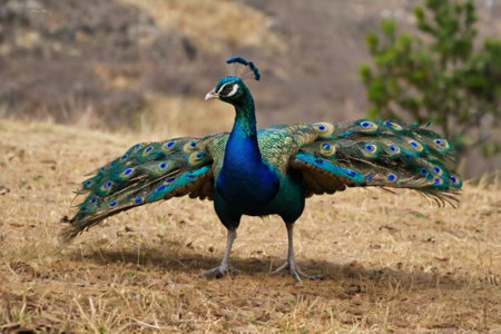 Peacock, Pavo cristatus, single male on grass, South Africaの写真素材
