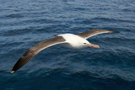 Black-browed Albatross (Thalassarche melanophrys)の写真素材