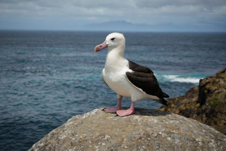 Black-browed Albatross (Thalassarche melanophrys)の写真素材