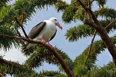 Black-browed Albatross (Thalassarche melanophrys) perched on a treeの写真素材