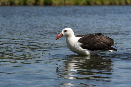 Black-browed Albatross (Thalassarche melanophrys)の写真素材