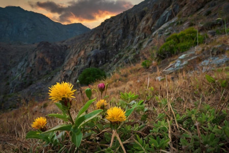 beautiful yellow flowers in the mountains at sunset, photo as a background, digital imageの写真素材