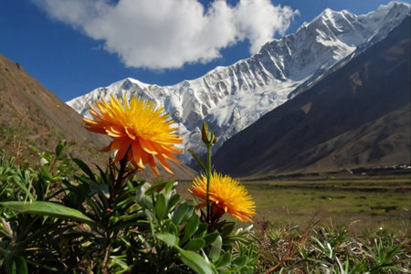 Flowers in front of the mountains, Annapurna Conservation Area, Nepalの写真素材